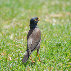 Common Myna, Acridotheres tristis, bird in Tahiti and French Polynesia
