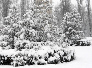 Winter. Fir under snow