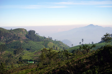 Tea plantation on the hills