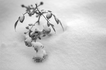 Roses in snow
