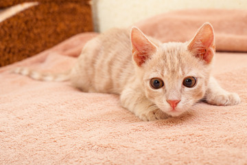 Pet, a peach striped kitten.