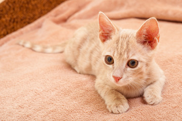 Pet, a peach striped kitten.