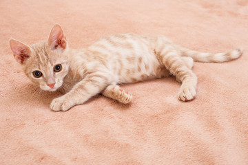 Pet, a peach striped kitten.