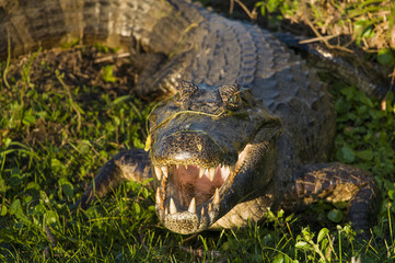 Black Caiman Iberà Marshes, Argentina