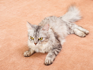 Obraz premium The pet, gray striped cat.