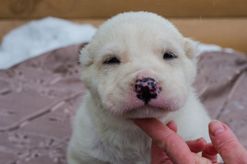 Little thoroughbred dog