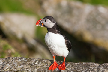 Atlantic Puffin bird on a rock