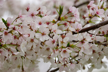 Fototapeta na wymiar Spring cherry branch covered with white blossom