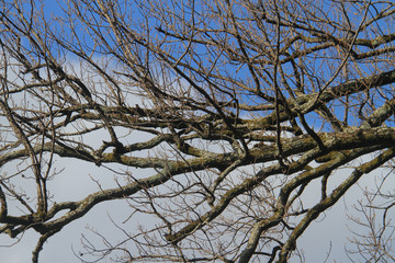tree branch background