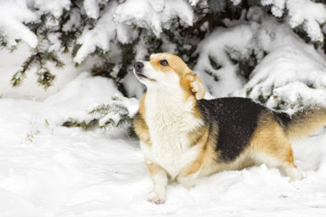 Dog on a winter walk