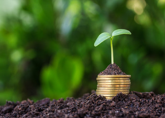 Stacked coins placed on the soil and seedling on top.