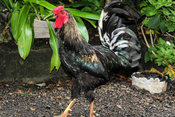 Year of the Rooster 2017