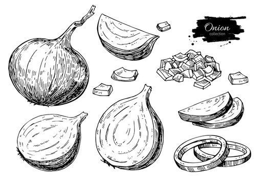 Onion hand drawn vector set. Full, rings and Half cutout slice. Isolated Vegetable engraved style