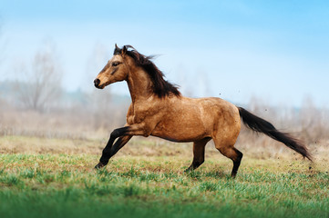 Auburn stallion runs gallop on the field on a blurred background. A horse at liberty. Light horse...