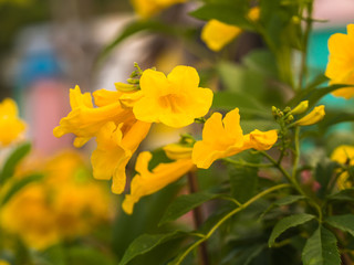 Yellow Trumpet-Flower Blooming