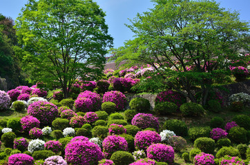 Fototapeta premium ツツジ flowering azalea, Japan