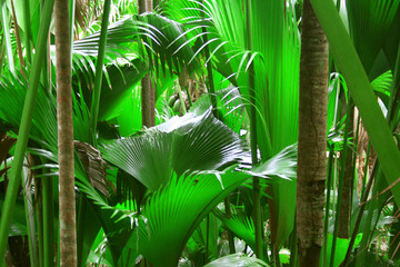 Palmen auf den Seychellen