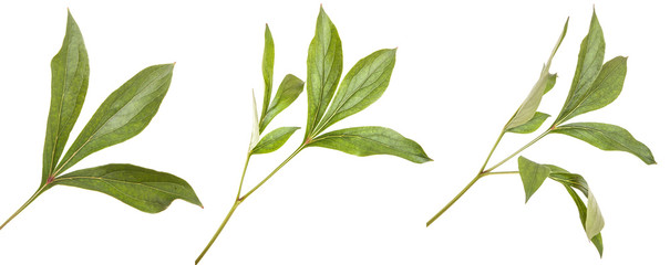 green leaves peony bush. isolated on white background. Set