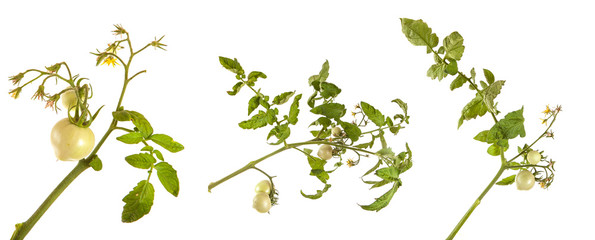 unripe tomatoes on a branch isolated on white background