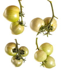 unripe tomatoes on a branch isolated on white background