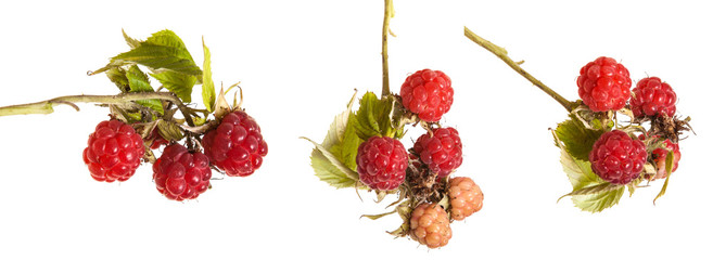 raspberries on a branch with leaves. on a white background. Set