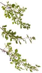 Obraz na płótnie Canvas branch of plum tree. isolated on white background