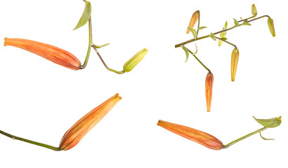 tight buds tiger lily isolated on white background