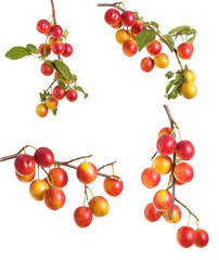 cherry-plum branch with berries  isolated on white background
