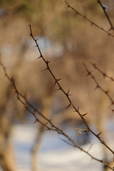 Fototapeta na wymiar Acacia thorny branches