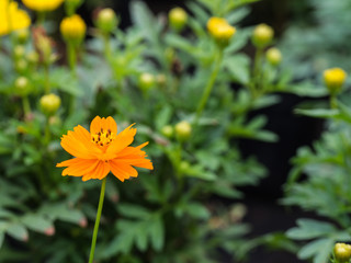 Orange Yellow Cosmos Blooming