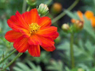 Red Cosmos Flowers Blooming