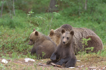 Obraz premium European brown bear (ursos arctos) cub sitting next to mother and another cub in boreal forest, Finland