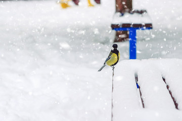 Great tit sits on bench covered snow in winter park, snowstorm.