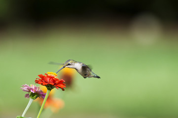 Ruby-Throated Hummingbird and Zinnias