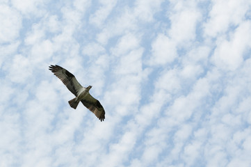Soaring Osprey