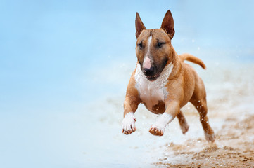 Beautiful red and white dog breed mini bull terrier running along the beach against the backdrop of water and looking at the camera close-up