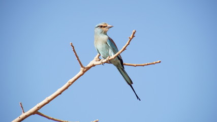 Einsamer Vogel in Mali