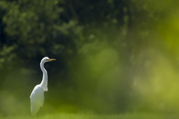 Great Egret in Green