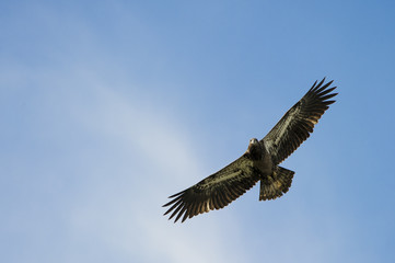 Soaring Bald Eagle
