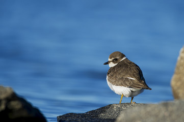 Juvenile Semipalmated Plover