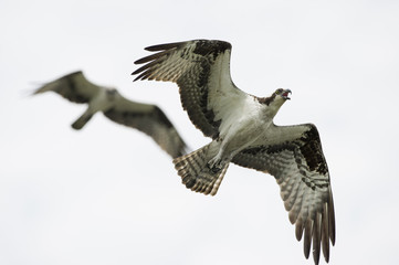 Flying Pair of Osprey
