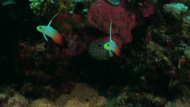 Red fire goby, Nemateleotris magnifica, Philippines
