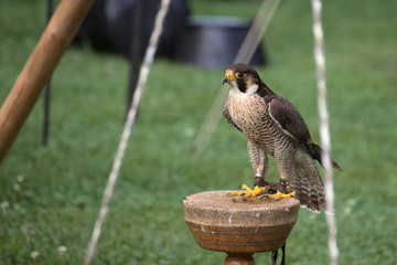 Peregrine falcon (Falco peregrinus) sitting on a wooden platform