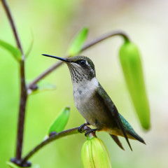 Juvenile male hummingbird in garden on lily plant