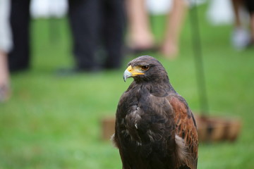 Medium shot of Harris hawk (Parabuteo unicinctus)