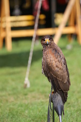 Harris hawk (Parabuteo unicinctus) sitting on a ring