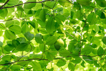 Fototapeta na wymiar Green fresh leaves on a forest tree