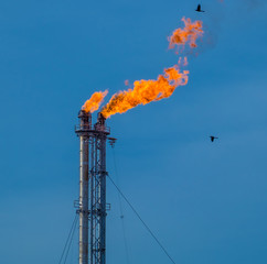 Flare stack and birds at petroleum refinery in Port Arthur Texas