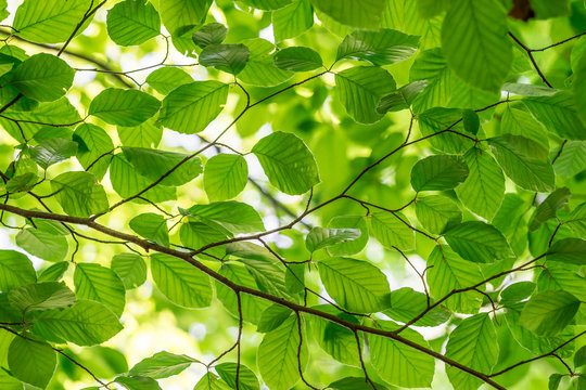 Green fresh leaves on a forest tree