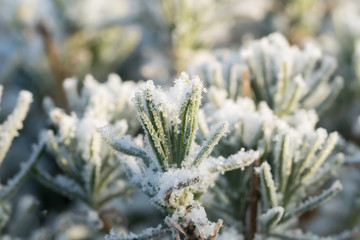 Close up of lavender in winter with rime frost and snow